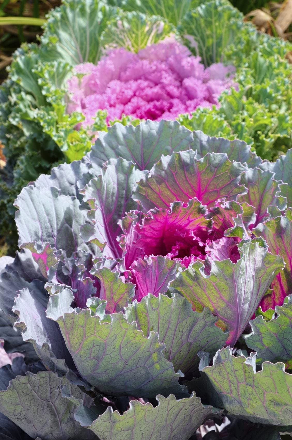 Golden Hills Farm Ornamental Cabbage/Kale Flower Seeds For Home Gardening Planting 100-503 seeds