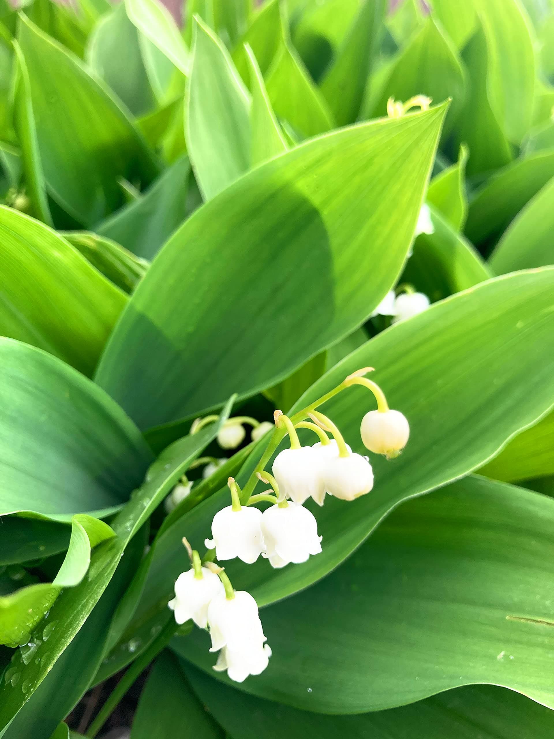 3 x Bare Root Lily of The Valley (Convallaria majalis) Free UK Postage
