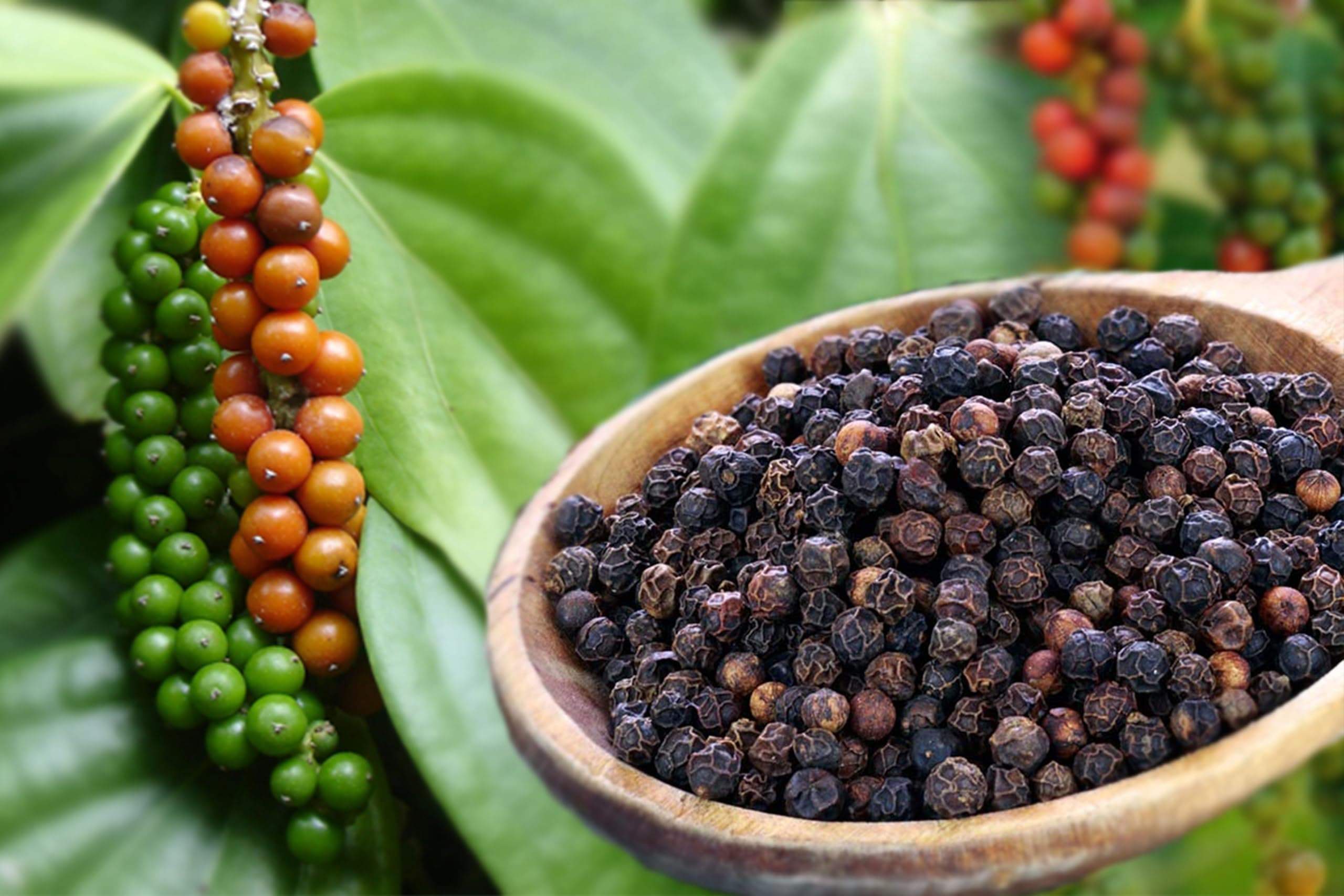 Black Pepper Plant | Live Piper Nigrum for Home Garden | Healthy Indoor/Outdoor Climbing Vine for Fresh, Aromatic Peppercorn Harvest