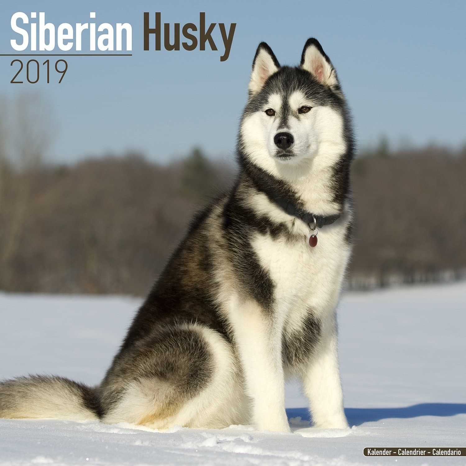 Siberian Husky Calendar - Dog Breed Calendars - 2018 - 2019 Wall Calendars - 16 Month by Avonside