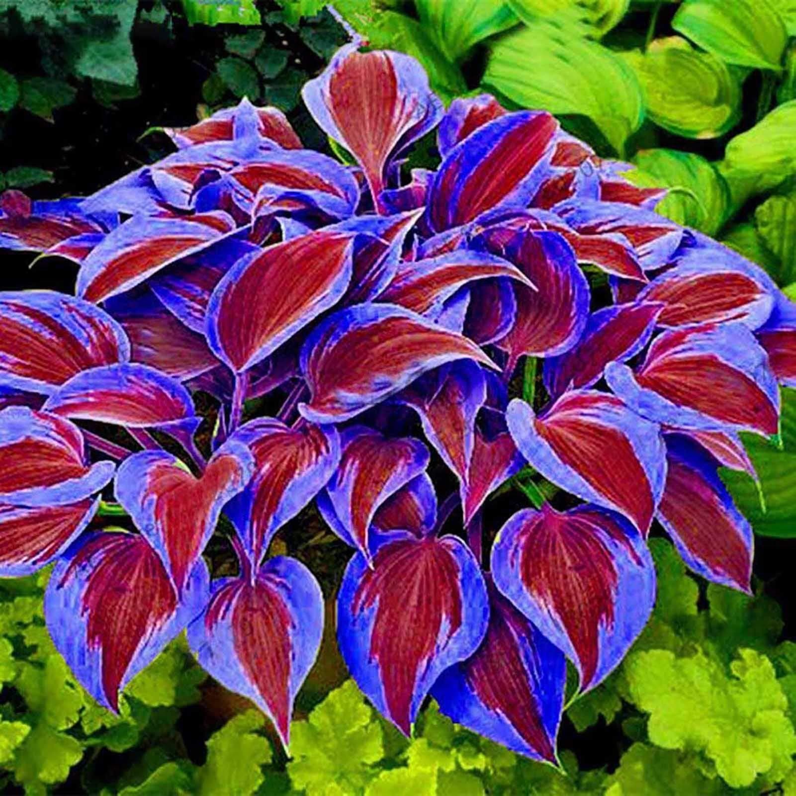 Seeds for Garden Yard Decoration,200Pcs/Bag Hosta Seeds DIY Decorative Attractive Mixed Color Fragrant Hosta Plantaginea Bonsai Seed for Outdoor - Purple Hosta Seeds