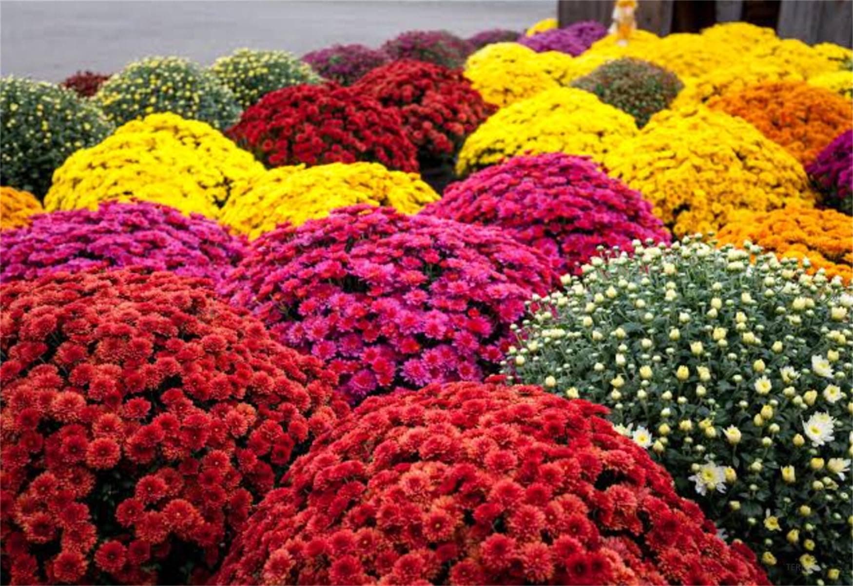 Garden Plant Seed Garden Mum Mix 200+ Seeds Chrysanthemum Indicum Seeds Perennial Long Flowering
