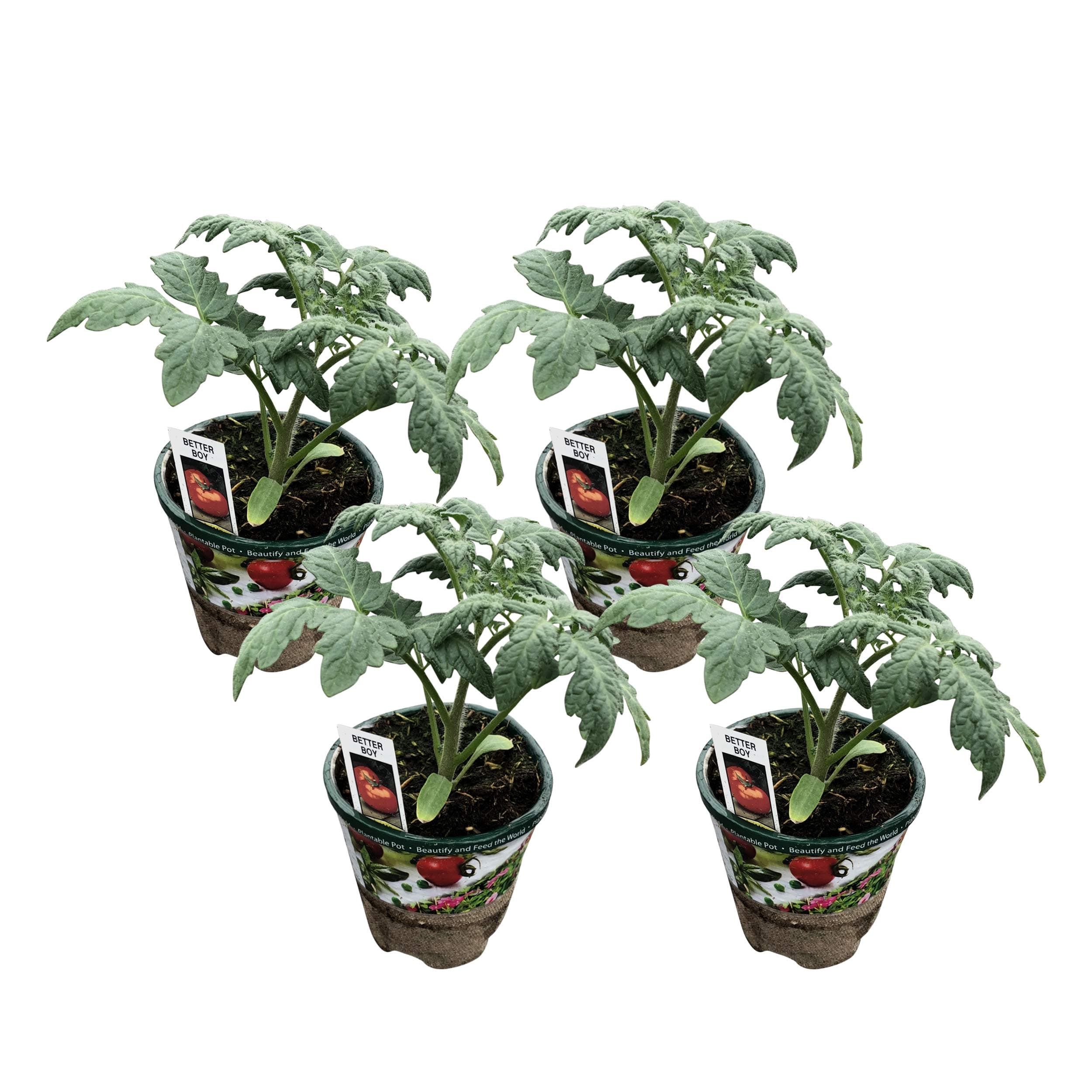 The Three Company 4-Pack Live Tomato Plants 5", Tasteful Tomatoes, Grow Your Own