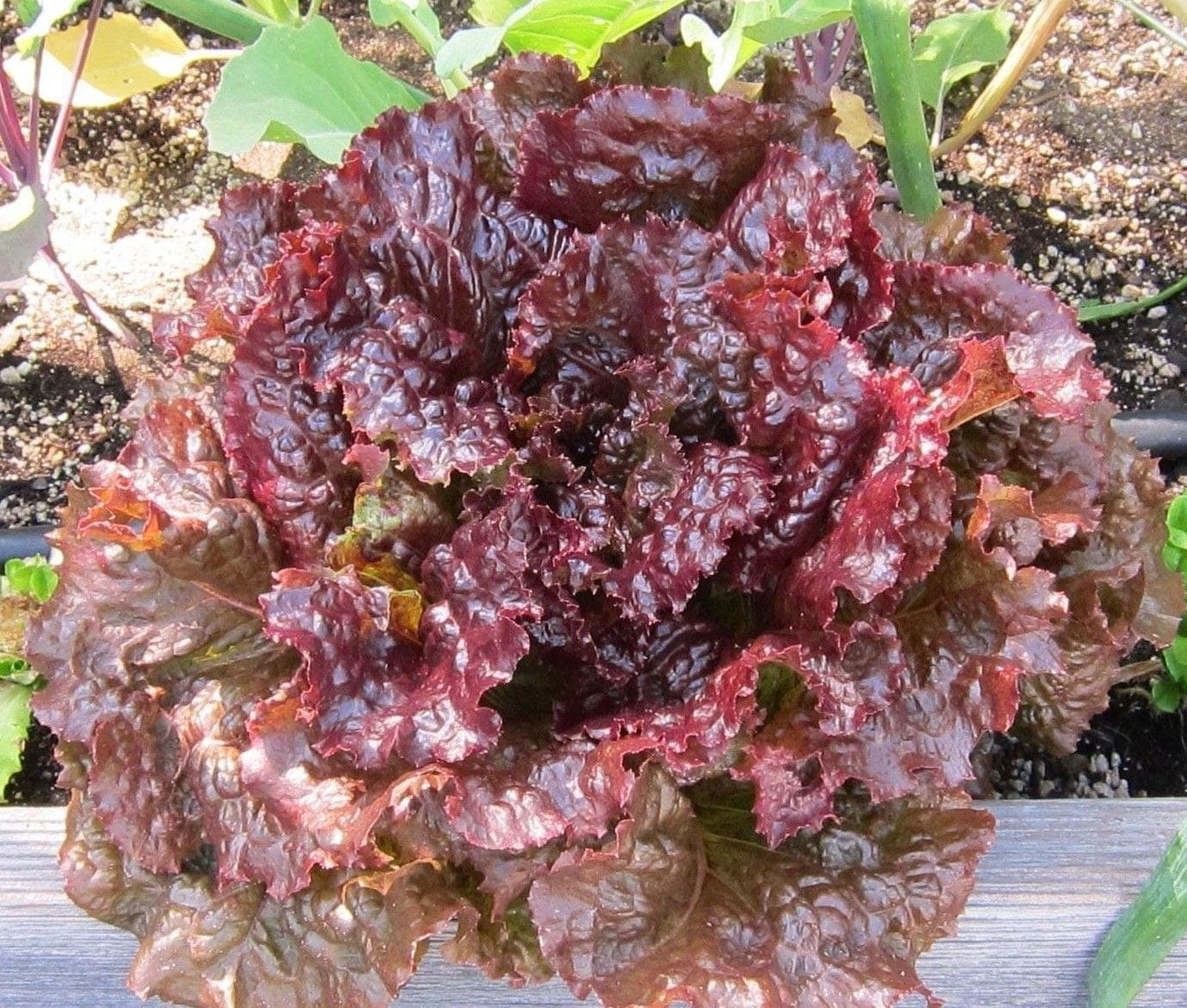 Ruby Leaf Lettuce 350 Seeds, Deep Red, Summer Salad, Non-GMO