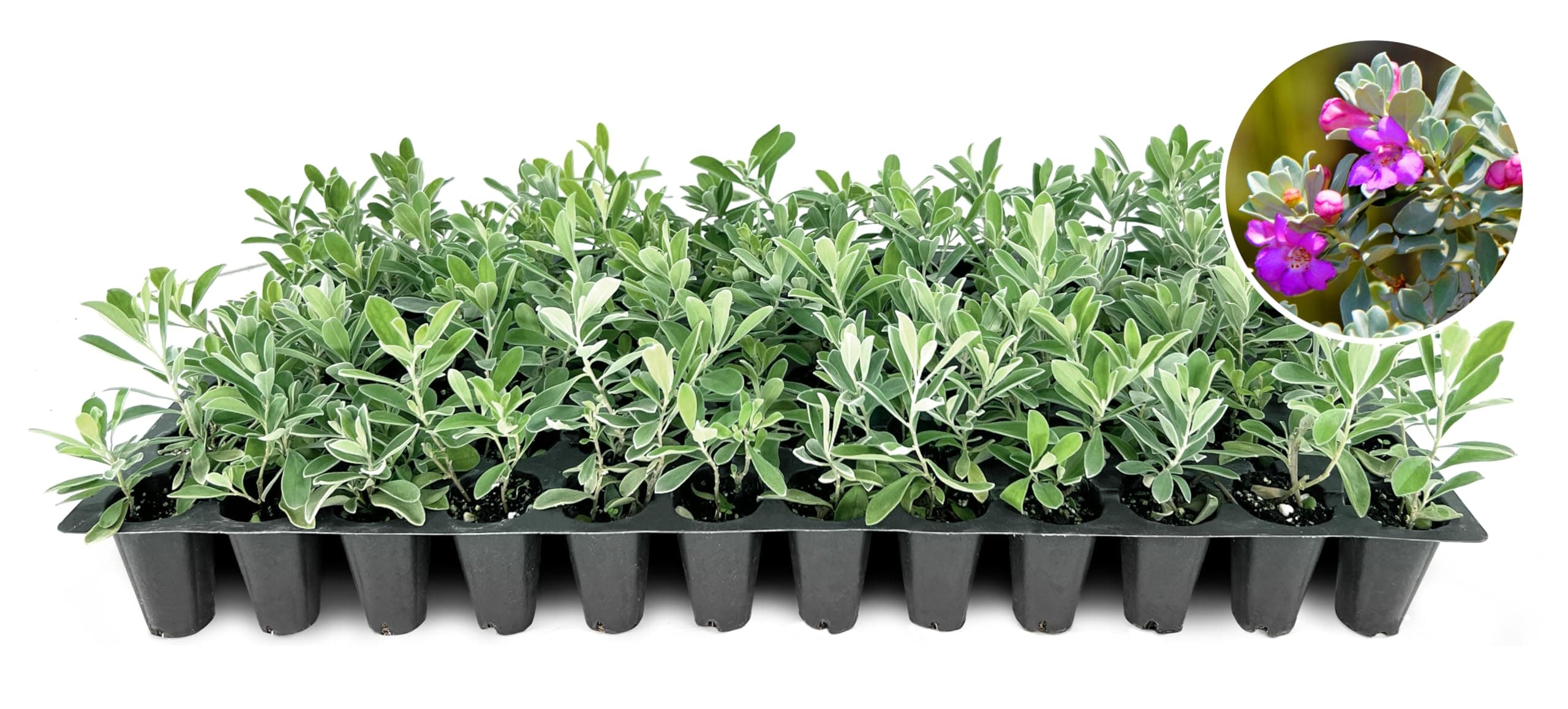 Texas Sage | 3 Live Plants | Leucophyllum frutescens | Drought-Tolerant Shrub for Landscaping | Hardy Evergreen with Silver Foliage and Purple Blooms