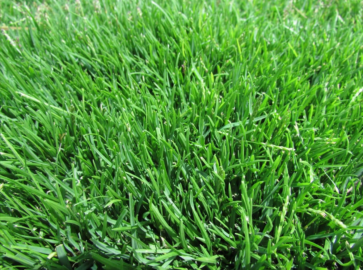 Emerald Zoysia (Zoysia Emerald) grass seeds-1/8 lb