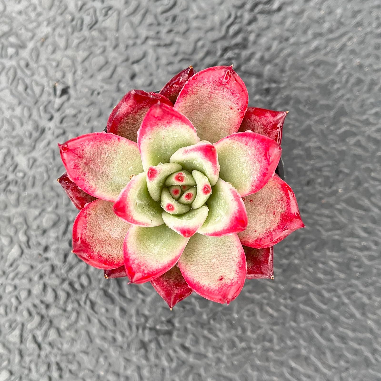 Live Succulent Echeveria 'Japanese PinkCherries', Easy Care, 2 Inch Fully Rooted Potted Indoor Plant for Home Decor