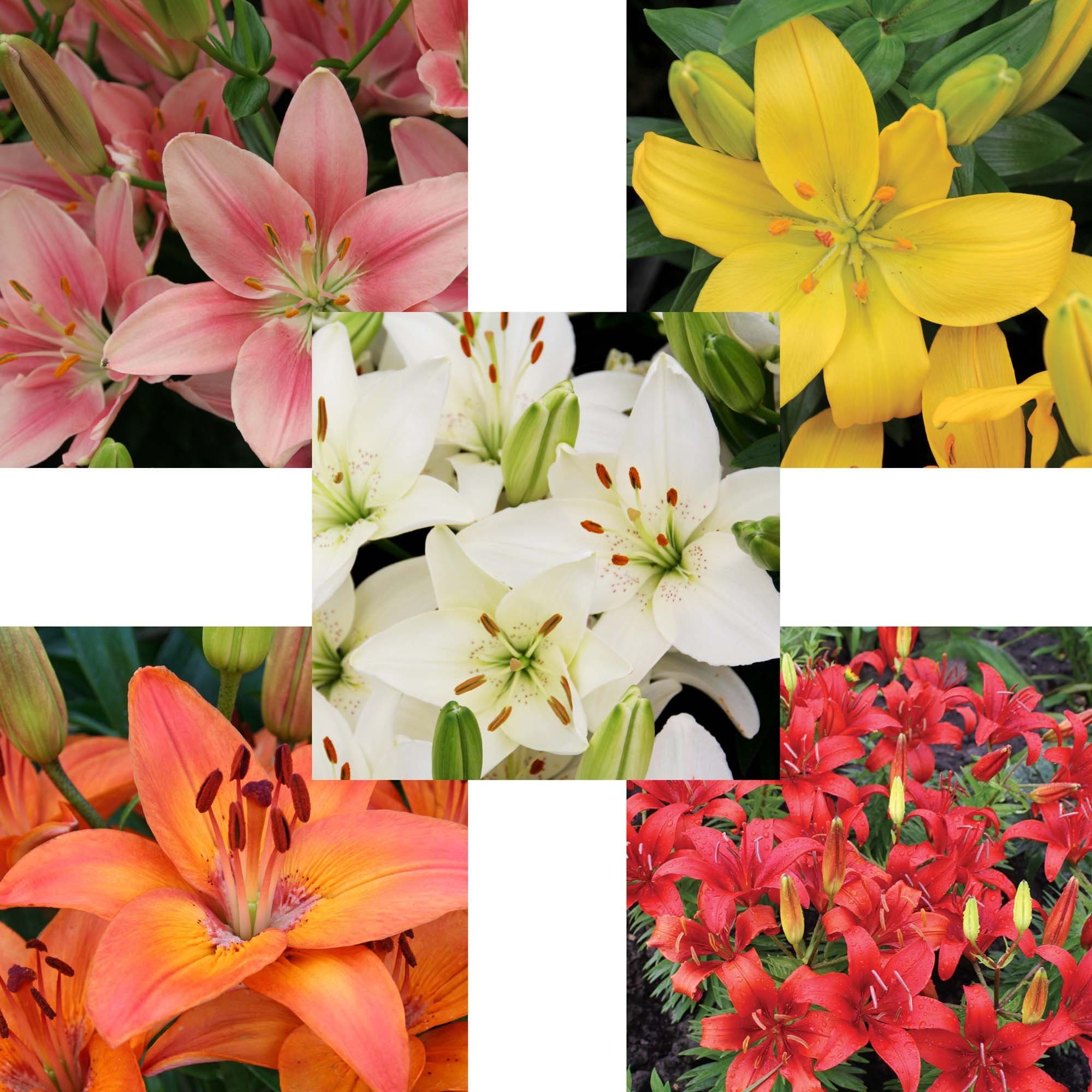 15 x Dwarf Short-Stemmed Lily Bulb Collection - 5 Varieties - Summer Flowering Pot Lilies