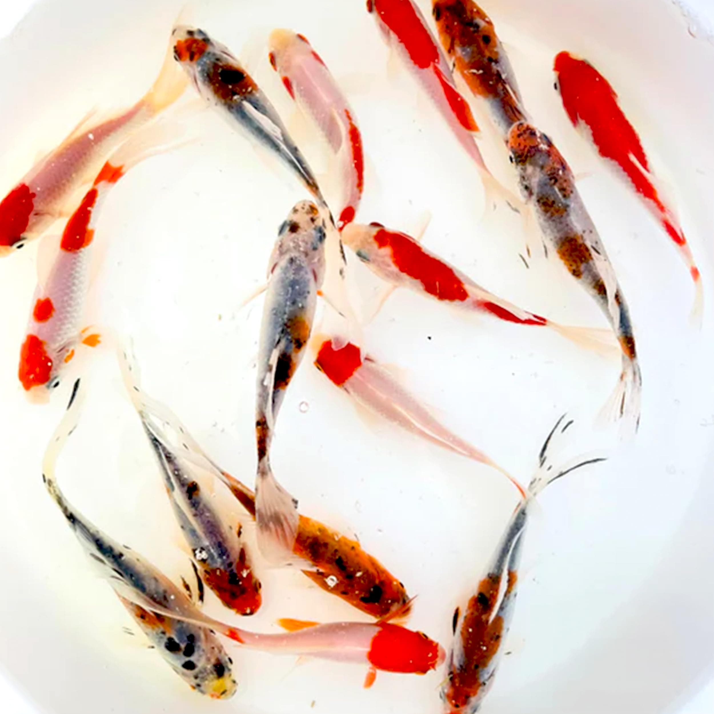 Toledo Goldfish Live Shubunkin and Sarasa Goldfish Combo, Live Fish with a Variety of Colors and Patterns - Perfect for Ponds, Tanks, and Aquariums - 3-4 Inches, 3 of Each, 6 Total Count