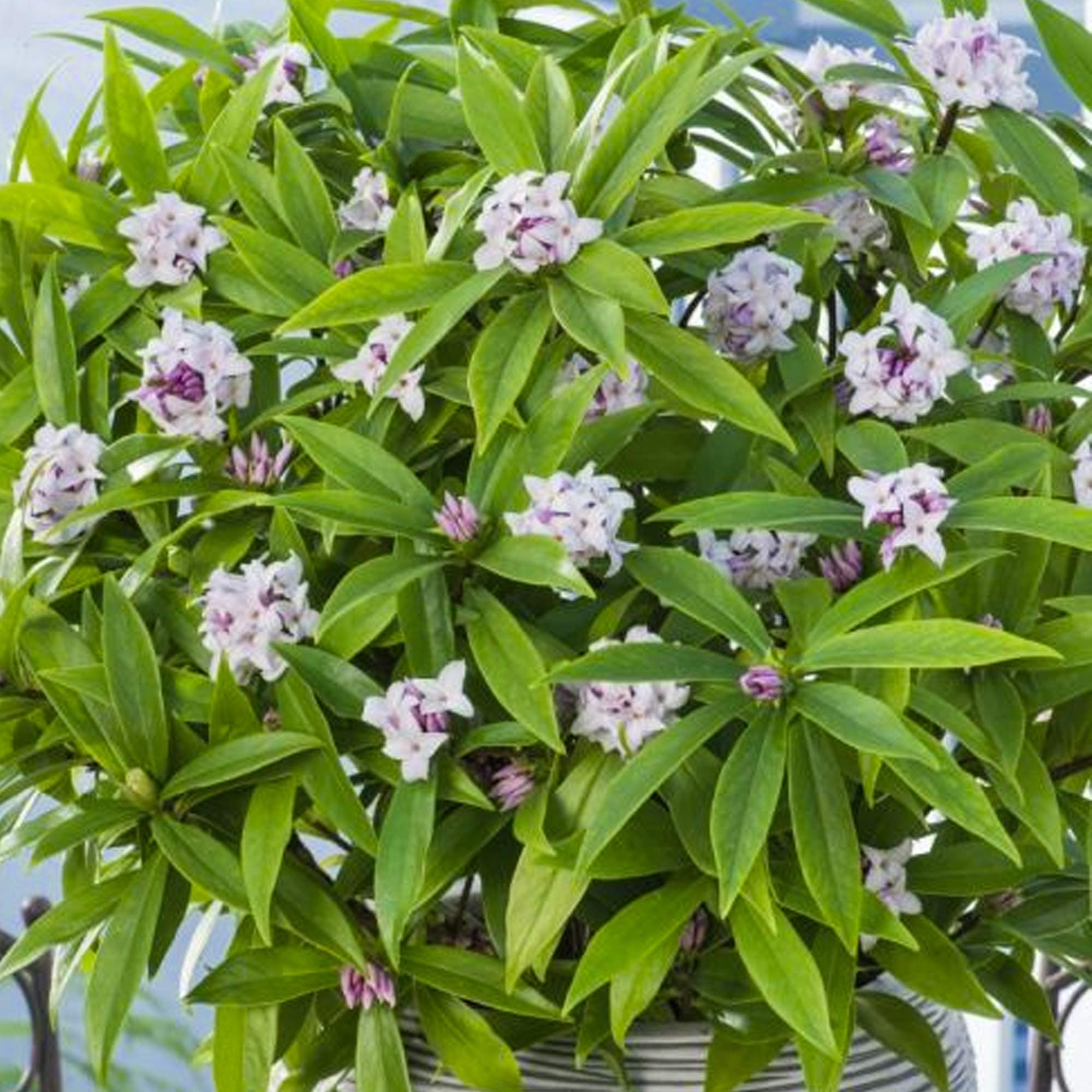 Daphne Perfume Princess Bushy Evergreen Fragrant Flowering Outdoor Garden Shrub (20-30cm (Incl. Pot))