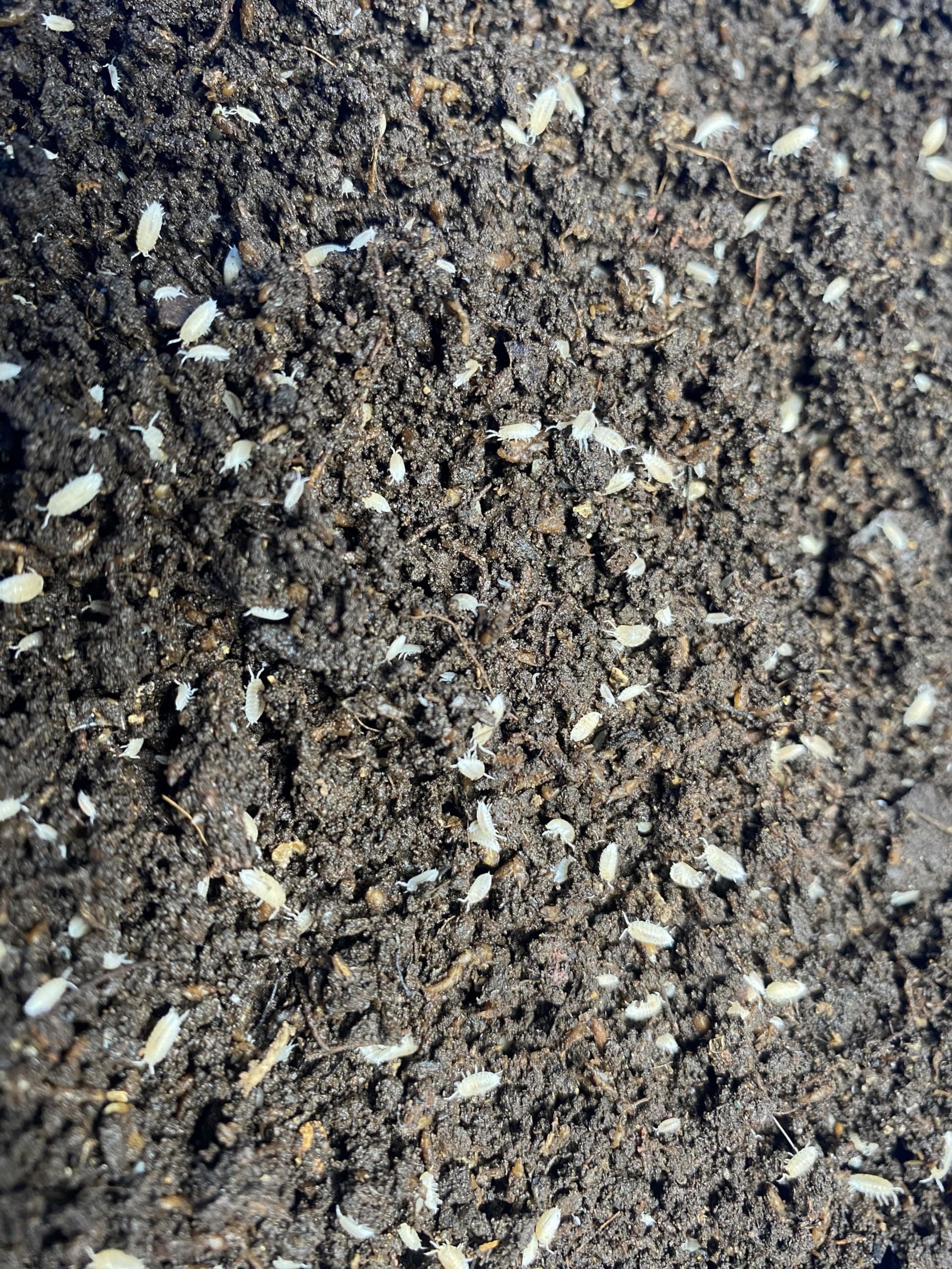 Pocket Pets 30 Dwarf White Isopods and Mixed Springtail Eggs in Living Bioactive Soil Clean Up Crew for Reptile and Amphibian Food Order only if Your 5 Day Forecast Temps are Between 20 and 95