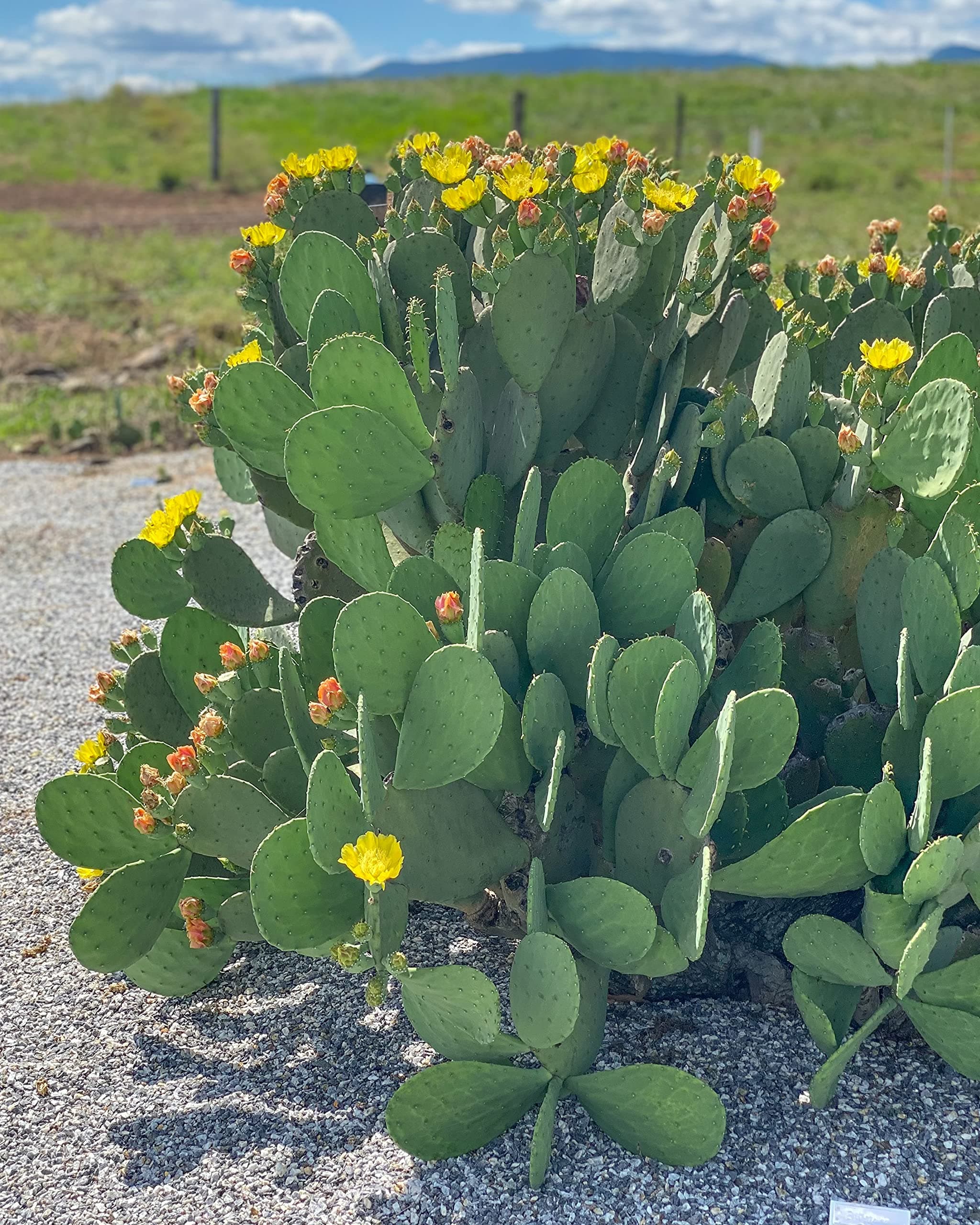 Creation Cultivated - Live "Spineless Prickly Pear Cactus" - Opuntia cacanapa "Ellisiana" (1 PAD Cutting) / Winter Hardy Cactus - USDA Zone 6 / Unrooted Freshly Cut Cactus Pads / Tortoise Food