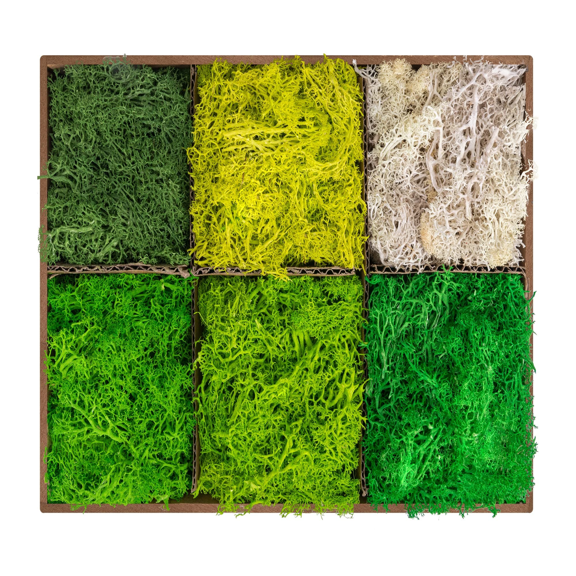 6 Colors Preserved Moss-16.9 OZ Natural Reindeer Moss-Moss for Crafts, Potted Plants Floral Arrangements Home Artistic Garden Decoration