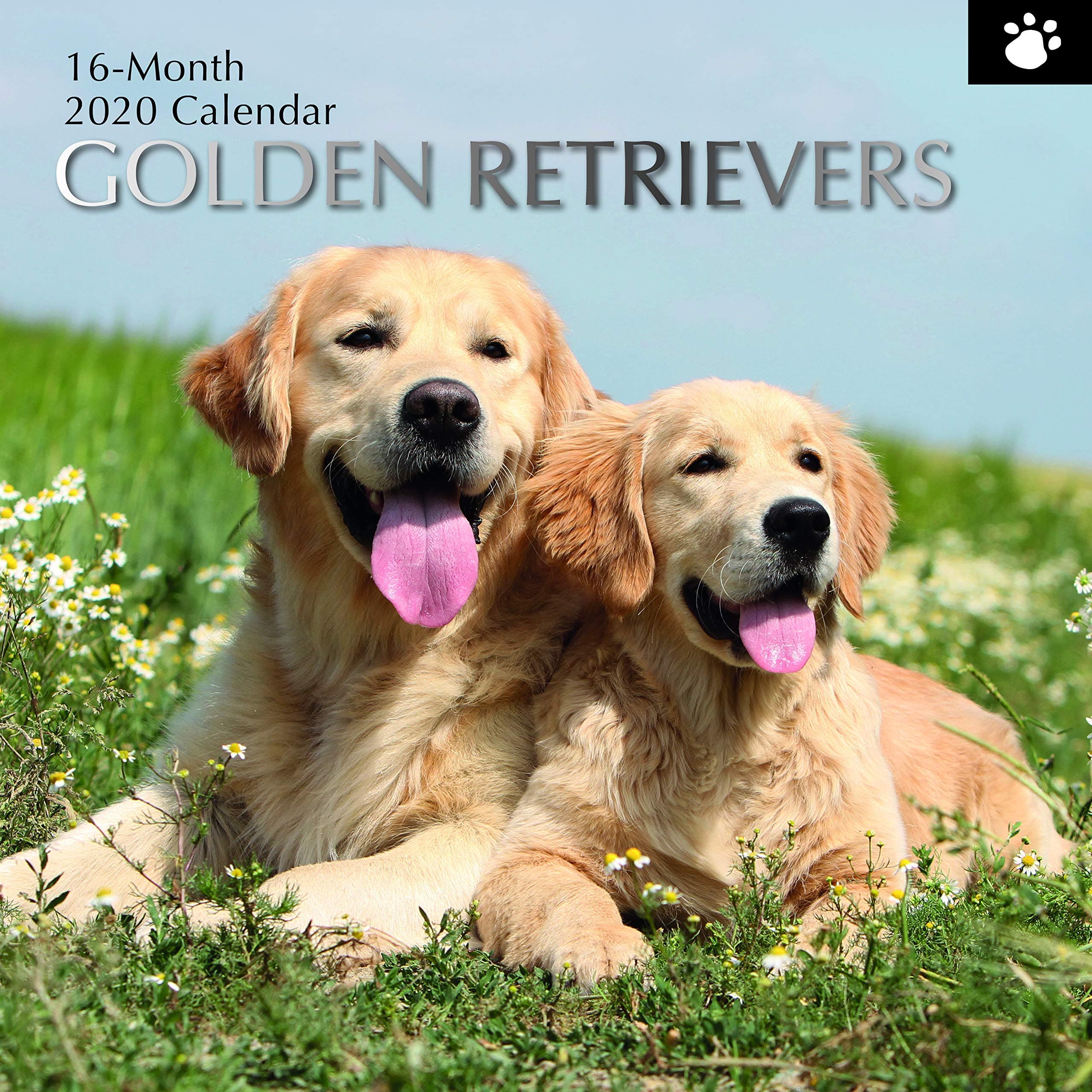2020 Wall Calendar - Golden Retriever Calendar, 12 x 12 Inch Monthly View, 16-Month, Dogs and Pets Theme, Includes 180 Reminder Stickers