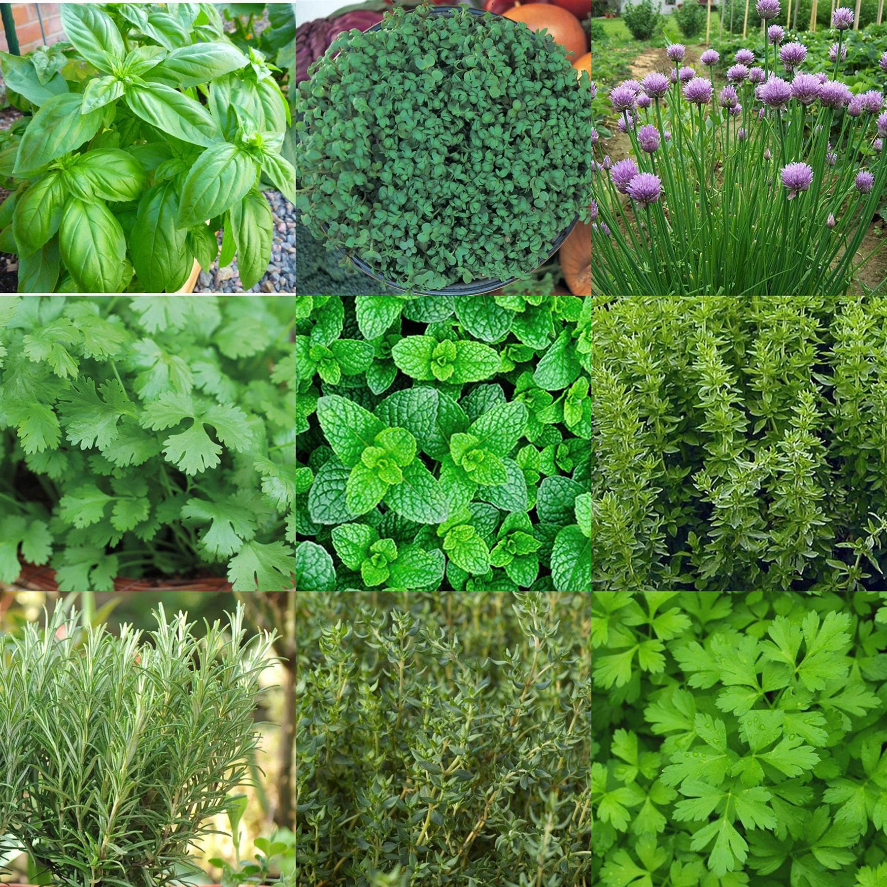 Kitchen Herb Seed Pack 10 Varieties of Herbs Grow Your Own Herbs and Spices Indoor Plant Seeds Simply Garden Basil Chives Coriander Mint Oregano Rosemary Thyme Parsley Lemon Grass