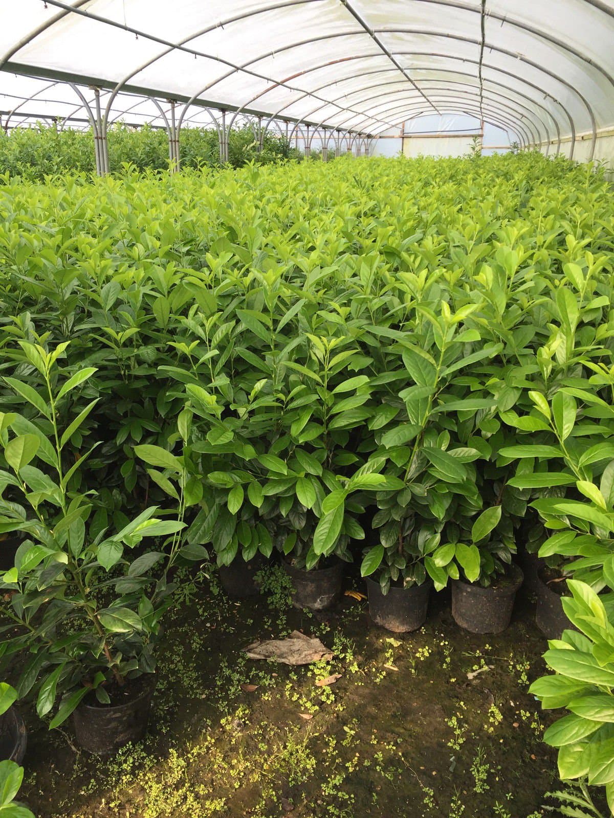 20 x Laurel Hedging plants 4ft - 5ft pot grown (Prunus Novita) bushy plants