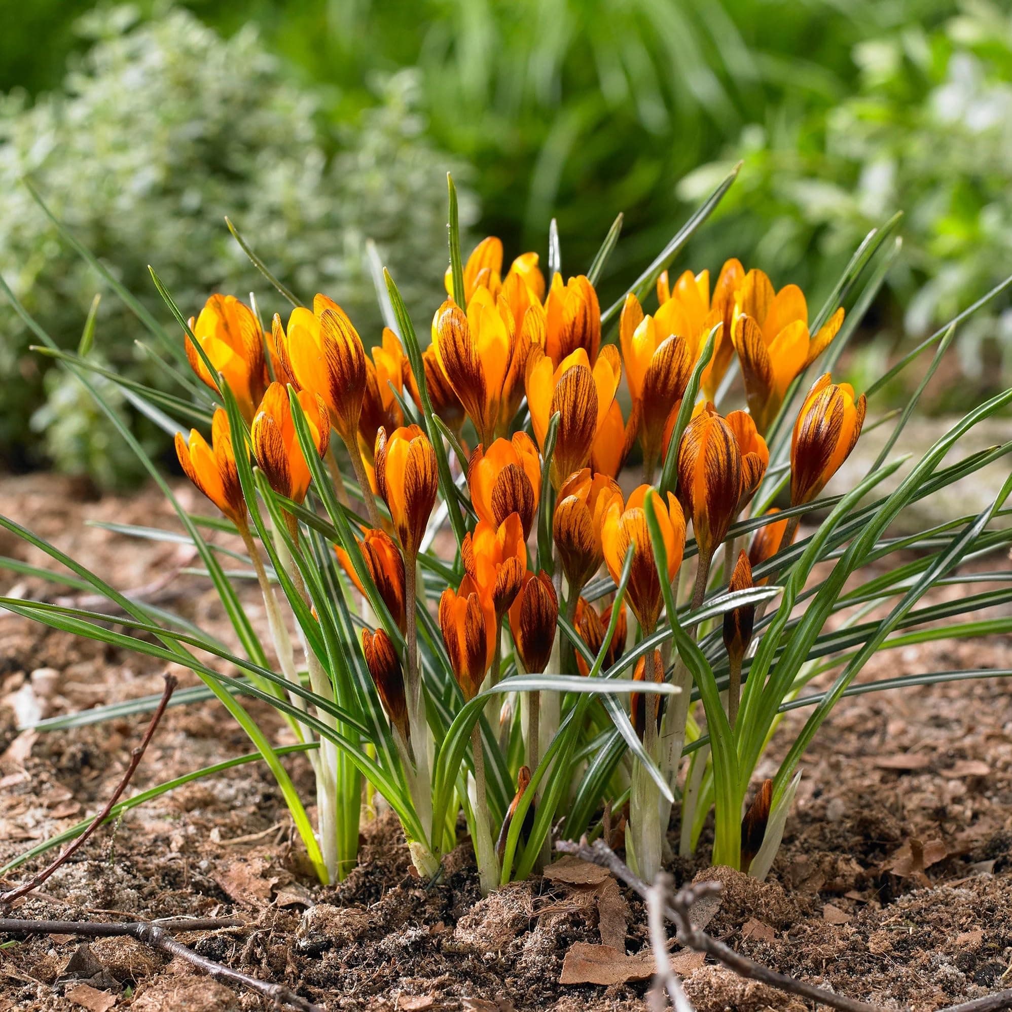 Orange Monarch Crocus Bulbs - Perennial Beauty, Crocus Olivieri Subsp or Balansae ‘Orange King’ Bulbs for Planting | Spring Flower Botanical Crocus - Easy to Grow (12 Pack)