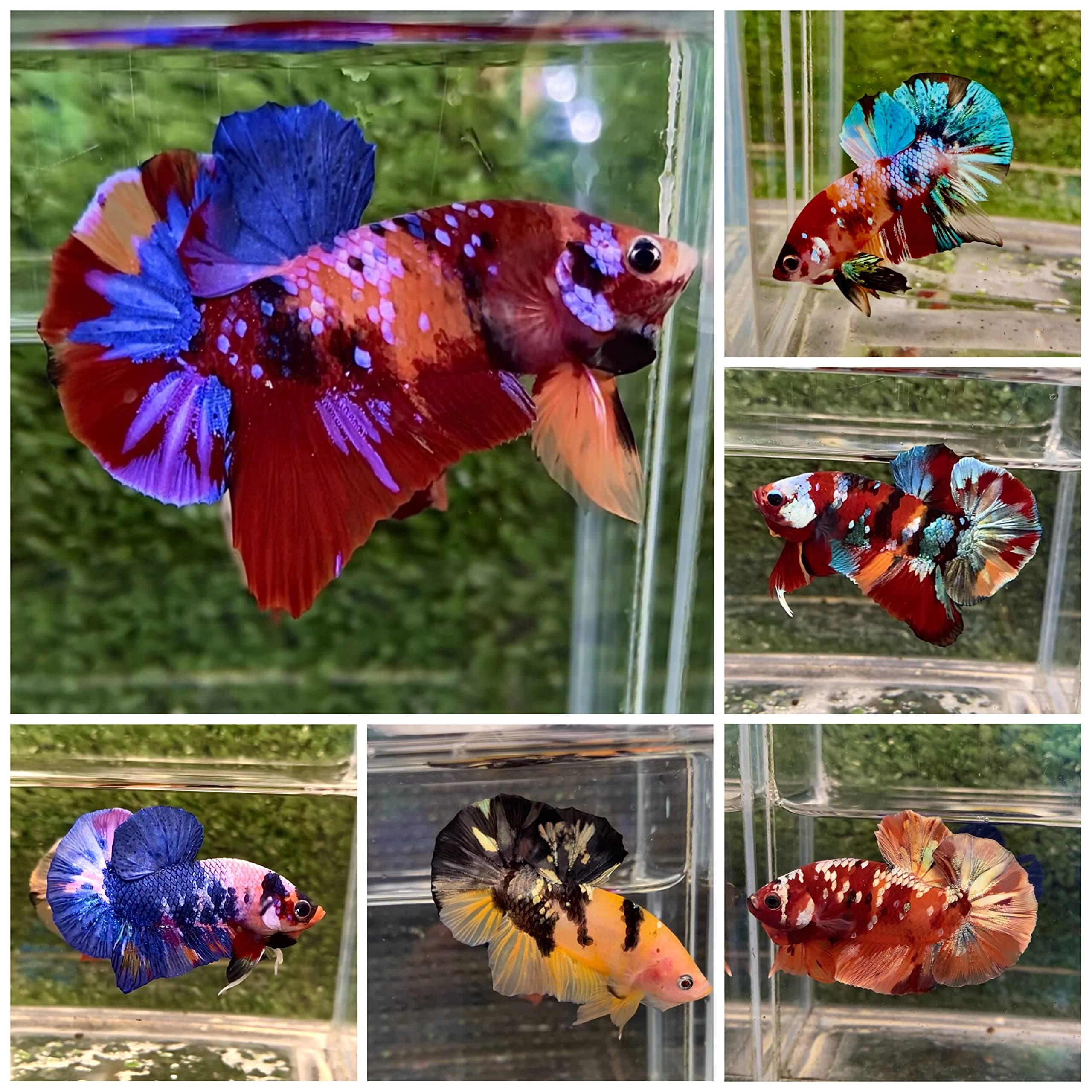 D&A Tropical Koi Betta Fish - Male Fancy Plakat, Assorted Color - For Pond, Aquarium or Fish Tank