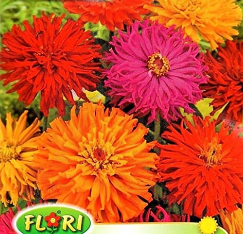 Zinnia - Giant Cactus - 120 HIGH Quality Flower Seeds /1359