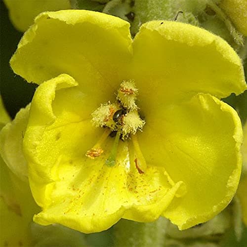 Mullein Seeds 200 Great Mullein Seeds for Planting Home Non GMO Heirloom Organic Verbascum Thapsus Seeds Drought-Tolerant Low Maintenance
