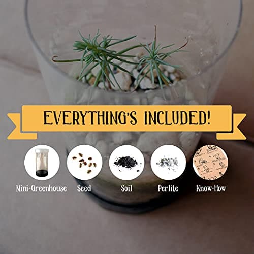 Coast Redwood | Tree Seed Grow Kit | The Jonsteen Company