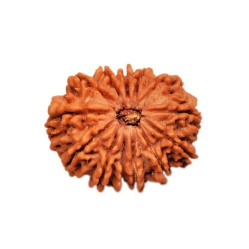 Crafts Paradise Thirteen Mukhi / 13 Mukhi / 13 Face / Thirteen Face Rudraksha Beads - Nepal