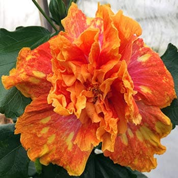 ROYAL LAND Dwarf Exotic Hibiscus 'Revelry'' Double petal Beautiful flowering plant 1 Healthy live Plant
