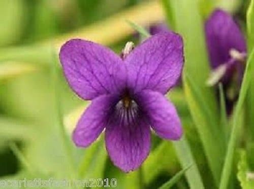 Sweet Violet Queen Charlotte Hardy Perennial Flower Viola odorata 40 Seeds