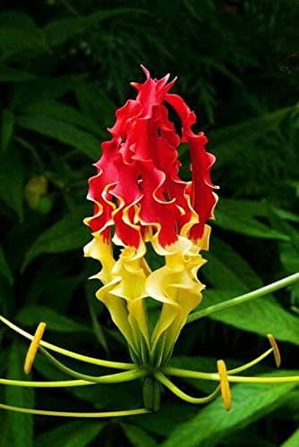 Pack of 5 Flower Bulbs - Blooms This Summer Gloriosa Flower Bulbs superb lily, climbing lily, tiger claw (pack of 20 Flower bulbs)