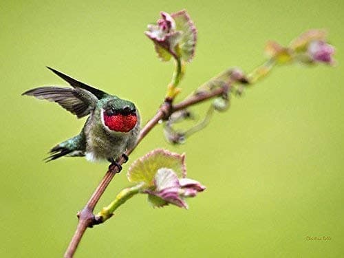 Ruby Throat Hummingbird, Wildlife Print Fine Art Photography Nature Photo, Bird Art Gift