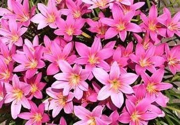Rain Lily Zephyranthes Grandiflora, Light Pink, A Pack of Five Bulbs