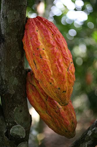 Rare Hybrid Forastero Cocoa Fruit Seeds 10