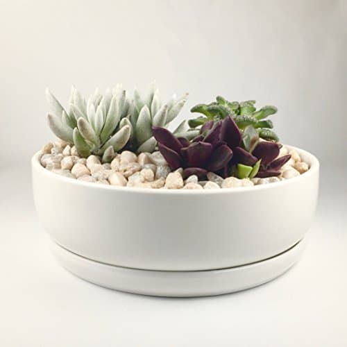 Maikai Products Shallow 6'' Round White Ceramic Succulent Pot. Perfect planter/flower pot for succulent cactus for home gardening. Modern and minimalist design. (Ceramic Tray)