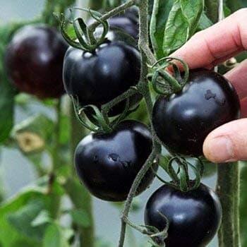 Cicitar Garden Rare Aromatic Organic Cherry and Black Tomato Indigo Rose, Vegetable Seeds Hardy Perennial Seeds -20 Pieces