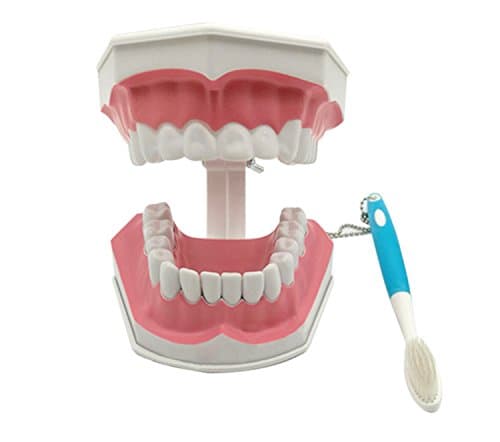 ZGOOD Child Teeth Model and Toothbrush with Removable Lower Teeth Teaching Model
