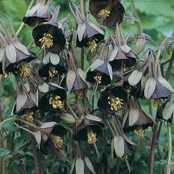 25+ Aquilegia Chocolate Soldier Columbine Chocolate and Green Bi-color Flower Seeds / Perennial