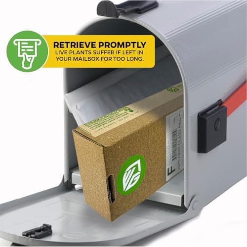 Elepaio Elephant Ear Live Plant