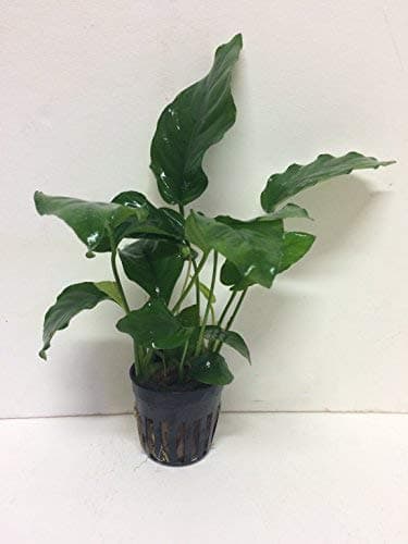 Anubias barteri var. nana - Potted Plant P233 - Buy 2 GET 1 FREE