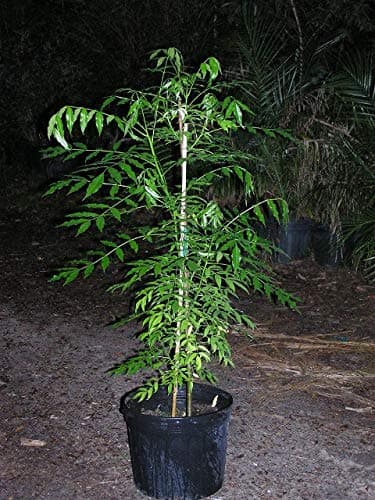 June Plum Tree, 2 Feet Tall, 3-Gal Container from Florida