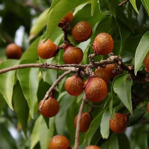 Saponaria ocymoides - Rock Soapwort - Spg - Seeds
