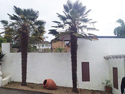Trachycarpus takaghii cold UK grown Palm trees