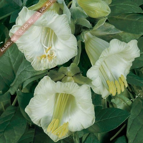 Seeds Flowers Cobaea scandens White. Curling from Ukraine 0.4 Gram