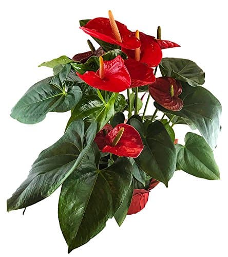 Crisp Plants Live Anthurium Plant, Red, 20" Tall, 6.5" Wide Grower Pot