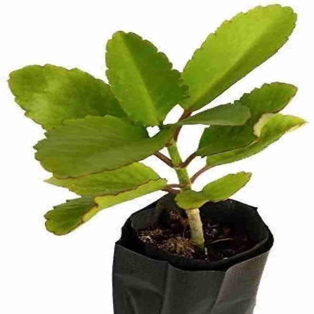 Panfuti Bryophyllum Pinnatum Miracle Leaf Plant Patharchatta Kidney Stone Medicinal Ayurvedic Live Plant Pack of 1 Live Plant