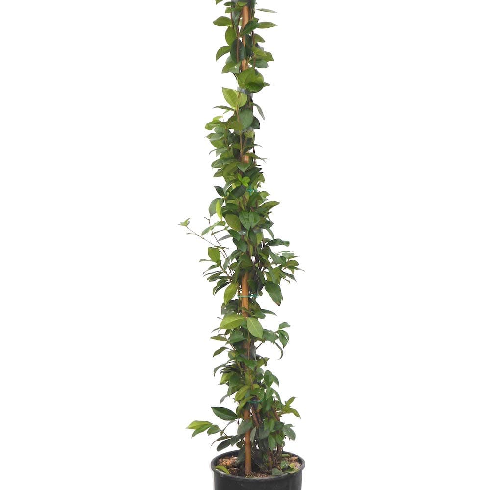 Scented Evergreen Star Jasmine. Large Plants in 7.5 Litre pots Grown by WorldGardenPlants. 60-90m Tall Plants