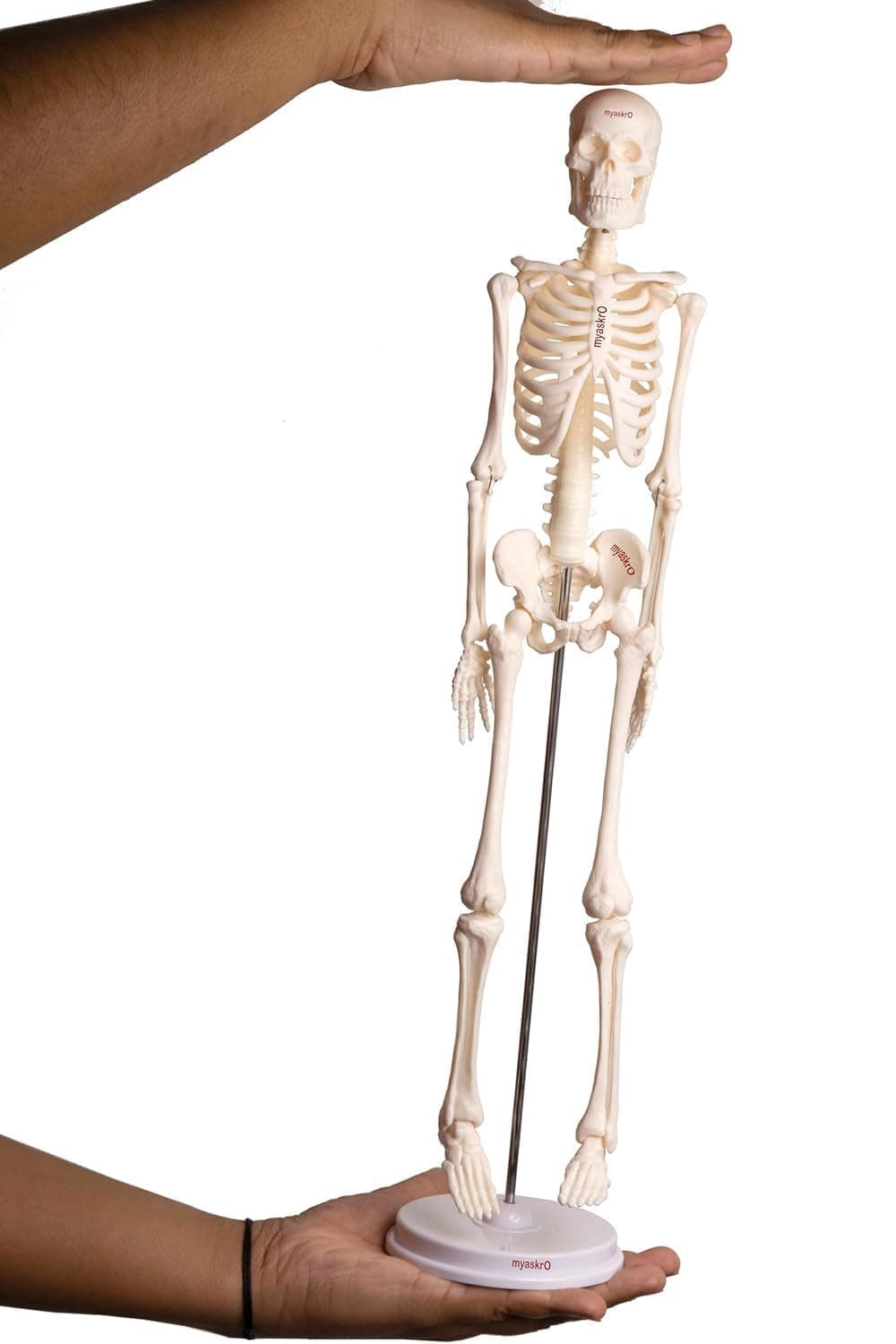 17 Inches Tall Mini Human Skeleton Model - | Small Size | For Kids & School Level Education Only