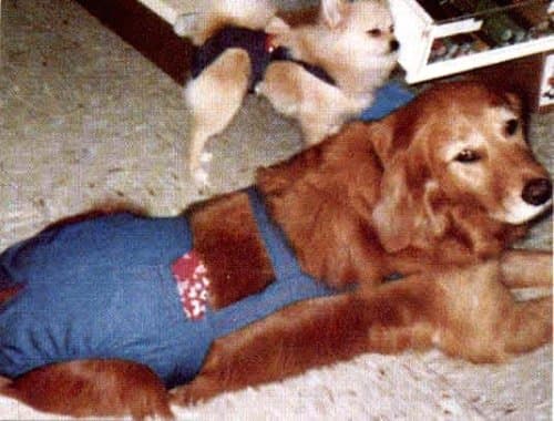 Joybies Durable Denim Piddle Pants(tm) for XXX Large Female Dog (Measuring 30"-32" from Collar to Base of Tail)