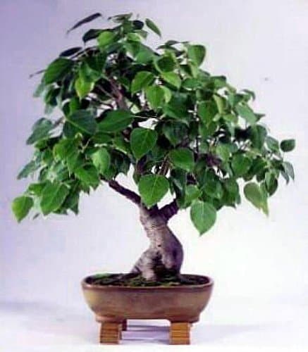 Green LeafSacred Buddha Fig Tree 7 Seeds/Seed - Ficus religiosa