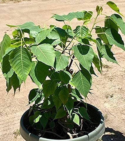 Trendygreens Peepal Ornamental & Shade Trees Plant Live with Beautiful Pot
