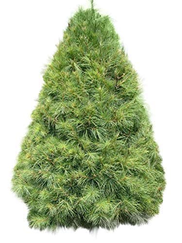 Homegrown Pine Tree Seeds, 100 Seeds, White Pine Tree